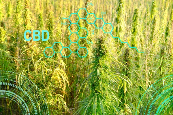 green cannabis plants growing in medical cannabis fields in Germany, medical marijuana legalization concept, cannabidiol, tetrahydrocannabinol production, CBD, drug trafficking, drug addiction