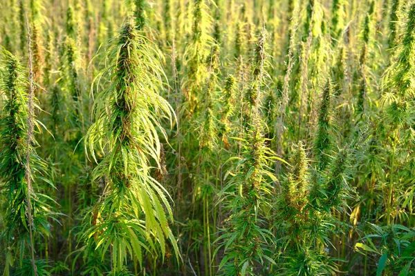 green cannabis plants growing in medical cannabis fields in Germany, medical marijuana legalization concept, cannabidiol, tetrahydrocannabinol production, CBD, drug trafficking, drug addiction