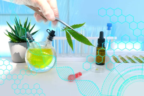 Laboratoire Marijuana Médicale Recherche Scientifique Plantes Cannabis Vert Concept Production — Photo