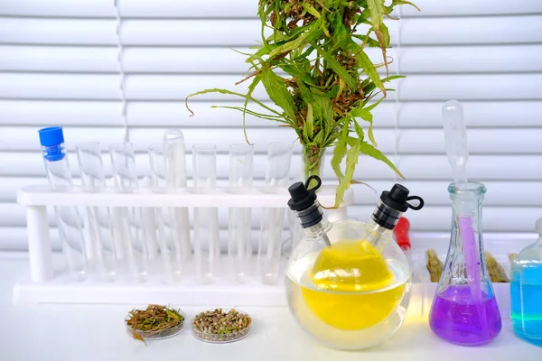 Orvosi Marihuána Laboratóriumi Tudományos Kutatás Zöld Kannabisz Növények Kivonat Termelési — Stock Fotó