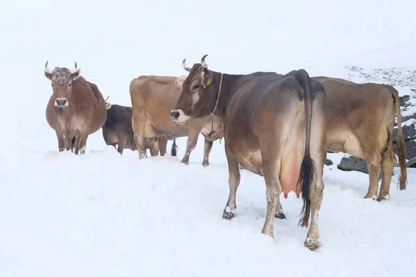 herd of brown cows walking in a barn fence in the snow in winter, dairy farming concept, switzerland cattle