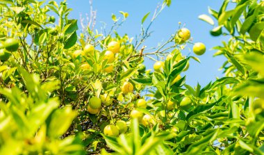 Güneş ışığı altında ağaç dallarında olgunlaşan yeşil limonlar taze tropikal meyve, doğal organik tarım, sağlıklı yaşam tarzı, canlı yaz hasadı, açık hava bahçesi.