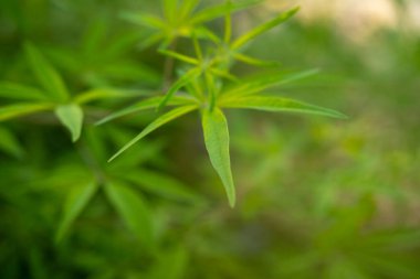 VVitex agnus castus yaprağını kapat, şifalı bitkiler, dar yeşil broşürler, bitkisel bitkiler, esrar, tıbbi kullanım, botanik, geleneksel ilaç, eko dostu bitki, organik fizyotıp