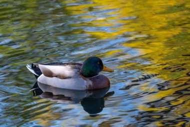 Güzel erkek yaban ördeği, sakin gölette yüzüyor, doğal yaşam alanında su kuşları, kuşbilim, kuşlar, doğal alanlar ılıman Avrupa, doğa koruması