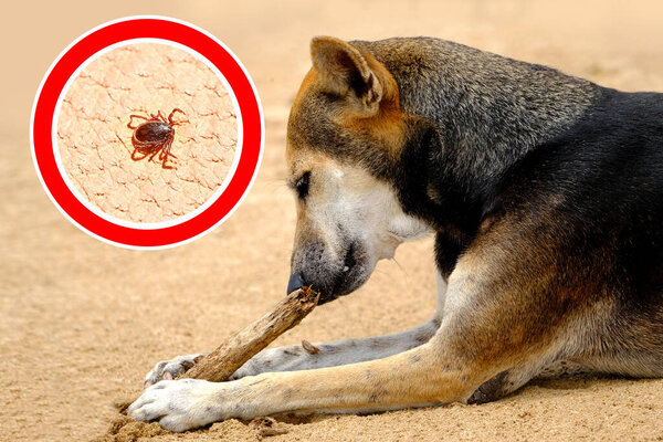 собака на поводке Выдающийся предупреждающий знак о клещах, опасности прогулки на открытом воздухе и важность защиты домашних животных от паразитов профилактические меры, увеличенное ухо клеща в красном круге, ветеринарная концепция