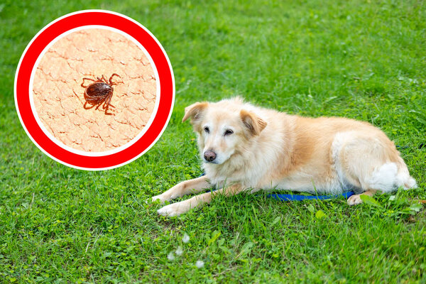 собака на поводке Выдающийся предупреждающий знак о клещах, опасности прогулки на открытом воздухе и важность защиты домашних животных от паразитов профилактические меры, увеличенное ухо клеща в красном круге, ветеринарная концепция
