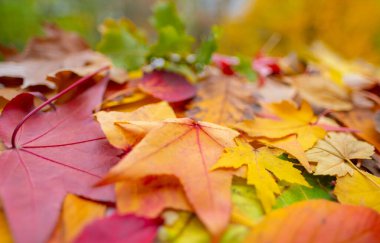 Sonbahar yaprakları sarı, turuncu, kahverengi renkler, sonbahar paleti, mevsimsel fotokopi alanı arka planı, kısacık düşen güzellik yaprakları, güzel mevsimsel değişiklikler, kutlama havası, nostaljik duygular 