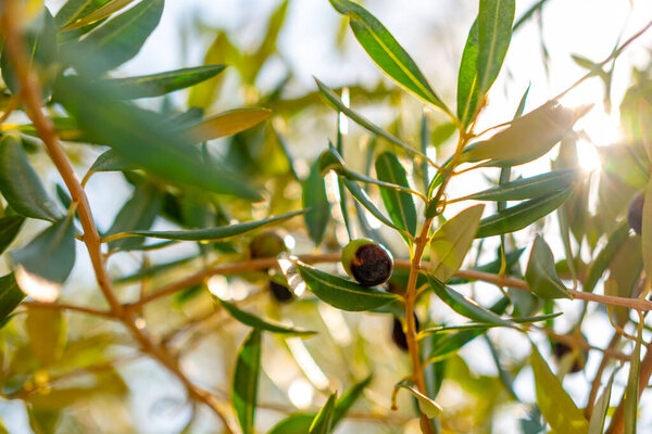 Осенние листья желтые, оранжевые, коричневые оттенки, осенняя палитра Природы, сезонный копировальный фон, мимолетная красота падающих листьев, красота сезонные изменения, празднуя уютные, ностальгические чувства падают 