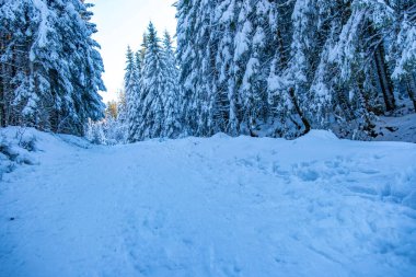 Kış ormanı yolu karla kaplı uzun köknar ağaçları, mavi gökyüzü altındaki her yer yeşil ağaçlar, manzaralı kış manzarası, huzurlu dağ ormanı, kış yolculuğu ve yürüyüş, soğuk mevsim