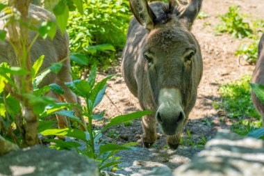 Eşek yakın çekim, tay Equus asinus, Equus africanus asinus, eşeğin güneşli bir günde taze otlakla beslendiği kırsal sahne, Çiftlik Hayvanları Portresi, inatçılığın sembolü, aptallığın.