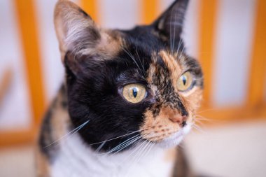 Güzel, yetişkin bir yavru kedi etrafına bakıyor, dört ayaklı hayvanları besliyor, evcil hayvanın rahatlatıcı anı, çok renkli hayvan arkadaşı, ev konforu, sakin bir hayat, hayvanlar için aşk.