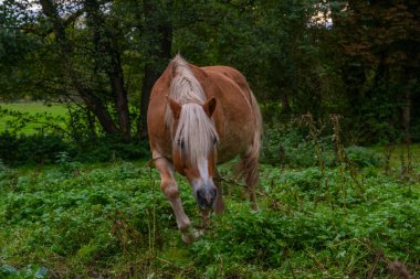 Beyaz benekli güzel kahverengi at. At fotoğrafçılığı, kırsal alanlar, çiftlik hayatı ve hayvan temaları, at fotoğrafçılığı, barışçıl otlatma, doğal ışık