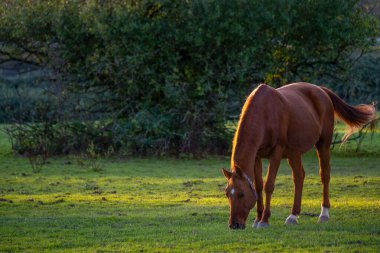 Kahverengi atlar, yeşil otlaktaki at sahnesi, huzurlu kırsal atmosfer, doğal davranış, barışçıl atmosfer. takvim fotoğrafları ve doğa belgeselleri için