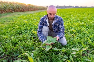 Genç gezginler Edinburgh 'un yukarısındaki tepelerde yürüyüş yapar, manzaralı manzaralar ve İskoç dinginliği, dağ yolu, özgürlük ve doğanın tadını çıkarır, macera tatili 