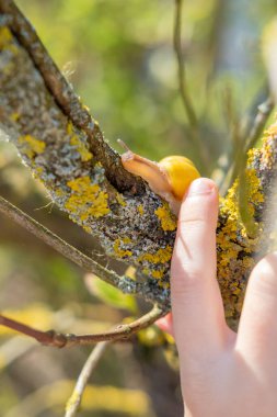 Kahverengi atlar, yeşil otlaktaki at sahnesi, huzurlu kırsal atmosfer, doğal davranış, barışçıl atmosfer. takvim fotoğrafları ve doğa belgeselleri için 