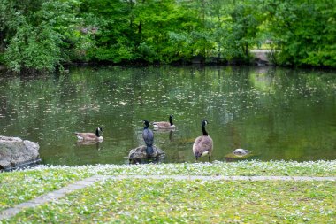 Kanada kazları gölette huzur içinde yüzüyor, banyo yapıyor, göç eden kazlar, su habitatı, hayvan yaşamı, sakin sular, doğa sahnesi, güneş ışığında vahşi yaşam.