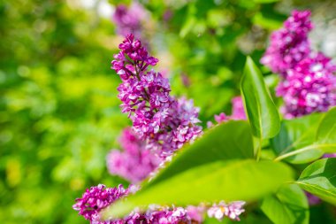 Bahar leylağı çiçekleri, şırınga kabaklarının çiçek açması, yaygın leylak bahar doğa ekolojisi, doğal ekoloji, tasarımcılar için kopya alanı, bahar doğa bahçesi, işlenmemiş organik çiçek modeli.