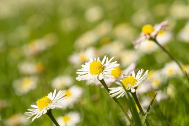 Bulanık doğa arka planı papatyalar, çimenlikteki Matricaria Chamomilla, güzel yaz manzarası, çiçek açan kamelyalar yeşil alanlı doğal panoramik arka plan, çevre koruma.