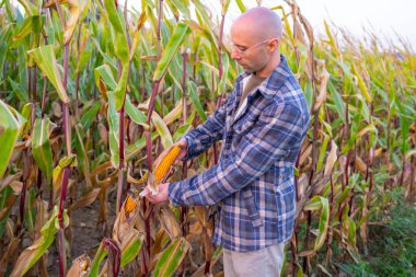 Teftiş eden genç çiftçi, tarladaki olgun mısır koçanlarını kontrol ediyor, sürdürülebilir tarım için tutkulu çiftçi, güneş ışığı altında ekinlerin büyümesini inceleyen tarım uzmanı, kırsal yaşam, hasat mevsimi.