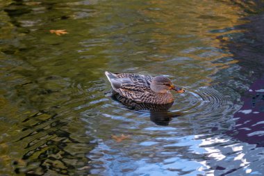 Sakin gölette yüzen dişi ördek, doğal habitatta su kuşu, kuşbilim, kuşlar, doğal alanlar ılıman Avrupa, doğa koruması