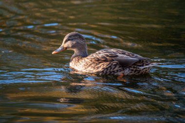 Sakin gölette yüzen dişi ördek, doğal habitatta su kuşu, kuşbilim, kuşlar, doğal alanlar ılıman Avrupa, doğa koruması