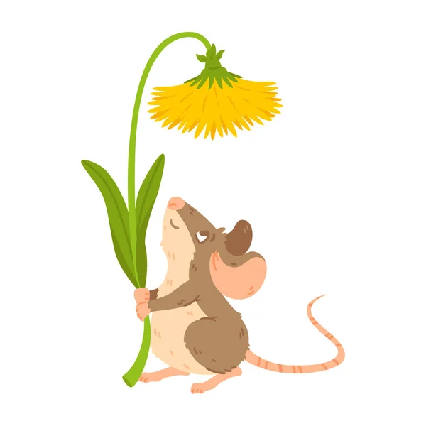 Little Forest Mouse Holding Dandelion Meadow Vole Flower Rat Keep — Stock Vector