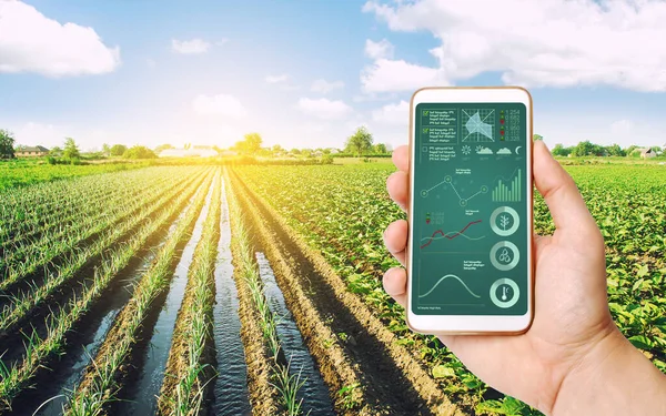 Farmer Receives Information State Crop Conditions Agricultural Field Phone Process — Stock Photo, Image