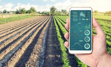 Tarla plantasyonunun arka planında bilgi içeren bir telefon. Ürün olgunlaşması, nem ve toprak beslenme süreci. Tarım endüstrisinde yenilikçi teknolojiler ve gıda üretimi.