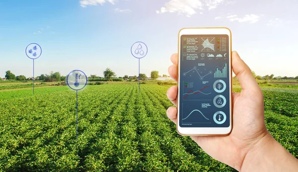 Çiftçi bir telefon tutuyor ve tarım alanından bilgi parametreleri ve verileri alıyor. Gelişmiş tarım teknolojileri. Tarım endüstrisi ve tarım sektörü. Yüksek teknoloji. Avrupa organik tarım.