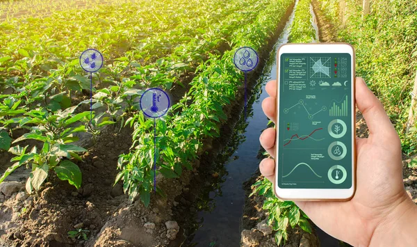 Çiftçi Bir Telefon Tutuyor Tarım Alanından Bilgi Parametreleri Verileri Alıyor — Stok fotoğraf