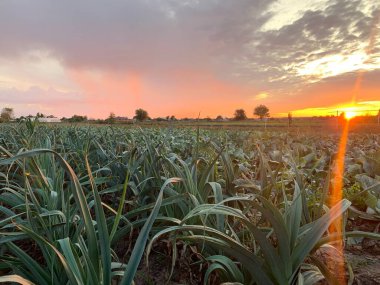 Gün batımında yeşil pırasalı soğan çiftliği. Tarım endüstrisi ve tarım sektörü. Güzel tarım arazisi. Yiyecek yetiştiriyorum. Tarım ve tarım