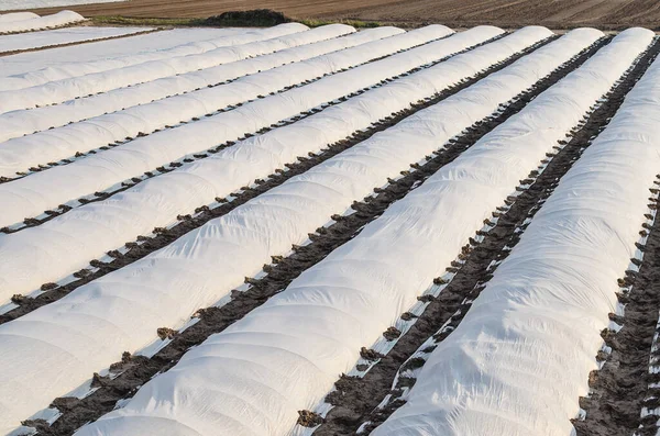 Farm fields covered in rows of membrane-covered spunbond with potatoes planted in early spring. Increased plant survival crop. Protection crops from sudden temperature changes weather effects.