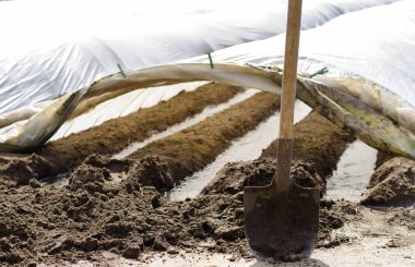 Küçük seralarda tarım lifinin altında sulama sıraları. Soğuktan korunmak ve sebzelerin rutubetini korumak için. Çiftçilik ve tarım. Kırsal kesimde. Patates yetiştiriyorum. Küreğe odaklan..