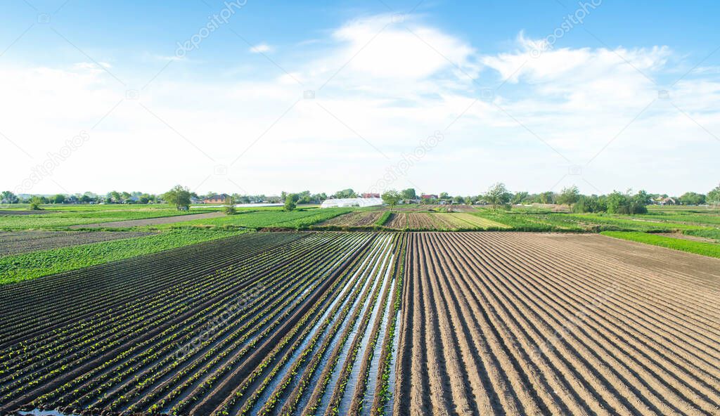 Countryside view of a field half-planted with eggplant. Well watering system. Growing food. Abundant water resources for agriculture. Traditional agro-industry. Agriculture land and farming