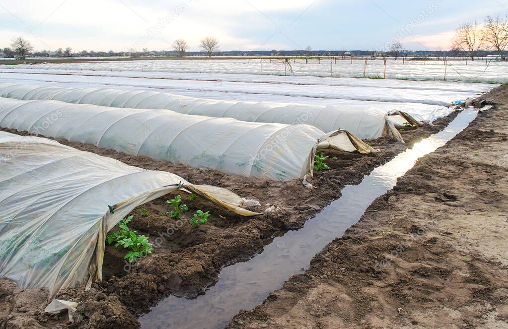 Open tunnel rows of potato bushes plantation and an irrigation canal filled with water. Growing early potatoes under protective cover plastic film. Greenhouse effect. Agroindustry and agriculture