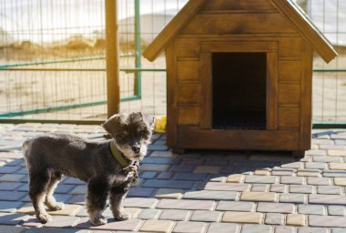 Güneşli bir günde kulübenin yanında güzel siyah bir köpek. Bir hayvan için ev. Seçici odak