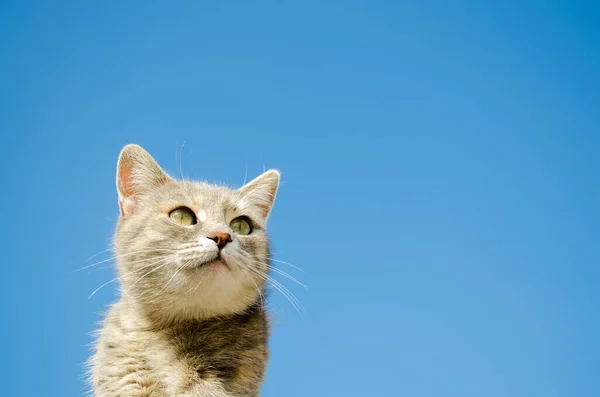 Gato Cinza Engraçado Contexto Céu Azul Retrato Animais Gatinho Listrado — Fotografia de Stock