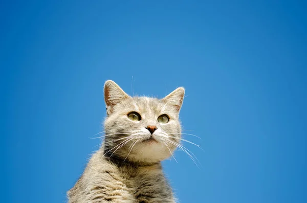Αστεία Γκρι Γάτα Φόντο Γαλάζιου Ουρανού Πορτρέτο Γατάκι Ρίγες Ζώο — Φωτογραφία Αρχείου