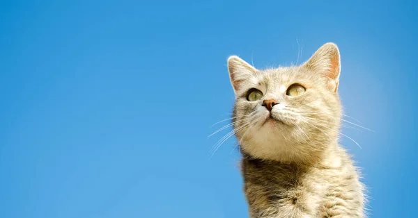 Grappig Grijze Kat Een Achtergrond Van Blauwe Lucht Huisdier Portret Rechtenvrije Stockfoto's