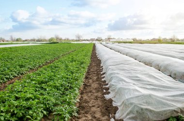 Tarımsal liflerin altında ve açık alanda patates tarlası. İlkbaharın sonlarında patates çalılarının sertleşmesi. Bakım ve koruma için sera etkisi yaratın. Tarım endüstrisi, tarım..