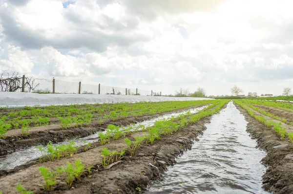 Innaffiare Piantagione Carote All Inizio Della Primavera Agribusiness Terreni Agricoli — Foto Stock