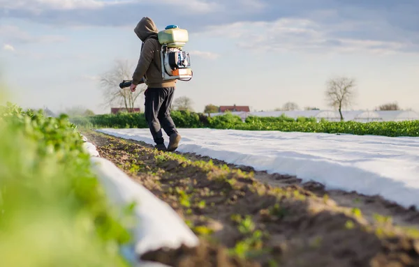 Zemědělec Zpracovává Pole Brambor Mlžného Postřikovače Ochrana Plodin Před Škůdci — Stock fotografie