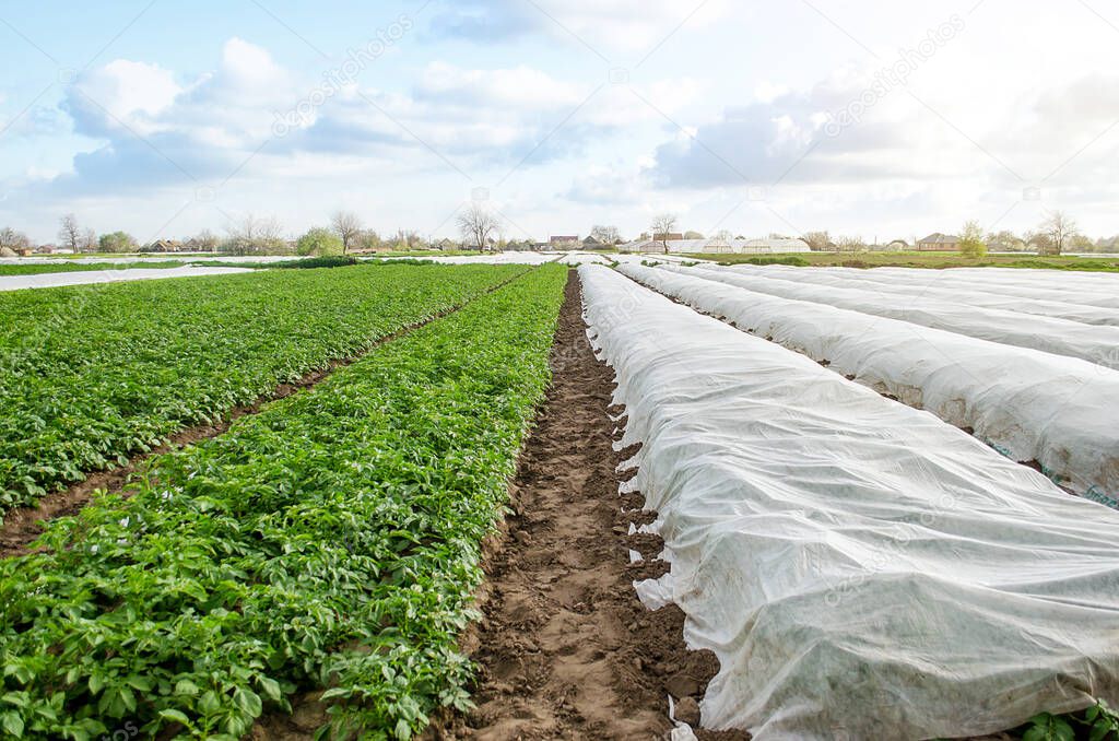Potato plantation under agricultural fiber and in the open field. Hardening of potato bushes plants in late spring. Create a greenhouse effect for care and protection. Agroindustry, farming.