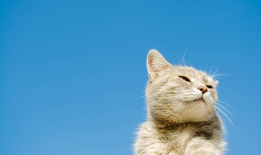 Mavi gökyüzünün arka planındaki komik gri kedi. Hayvan portresi. Çizgili kedicik. Hayvan herif. Uzayı kopyala Yüzüne odaklan.