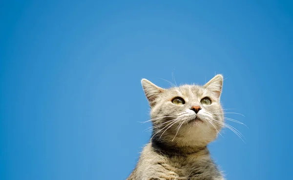 Αστεία Γκρι Γάτα Φόντο Γαλάζιου Ουρανού Πορτρέτο Γατάκι Ρίγες Ζώο — Φωτογραφία Αρχείου