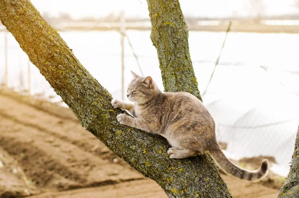 Gatinho Cinza Bonito Uma Árvore Animal Estimação Animal Foco Seletivo — Fotografia de Stock