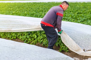 Bir adam patates bitkilerinden agrofiber alıyor. Koruma amaçlı sera etkisi. AgroIndutry, tarım. Daha soğuk bir mevsimde ürün yetiştiriyorlar. Hasat koruması düşük sıcaklıklardan ve rüzgardan.