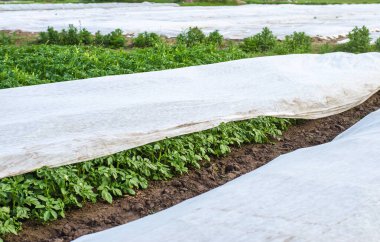 Tarım lifiyle kaplı bir patates çiftliği. Isındıkça genç patates çalılarının açılışı. Bakım ve koruma için sera etkisi. AgroIndutry, tarım. Baharın sonlarında bitkilerin sertleşmesi.