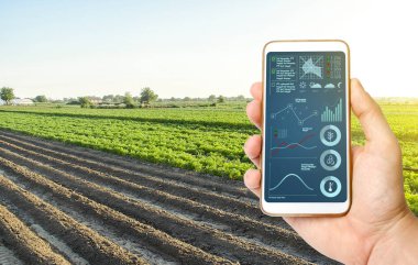 Tarlanın arka planında telefon olan bir el. Kalite kontrolü. Tarımda yenilikçi modern teknolojiler. Hasat kalitesini arttırmak için veri ve tahminler toplayın. Nesnelerin İnterneti. İzleniyor