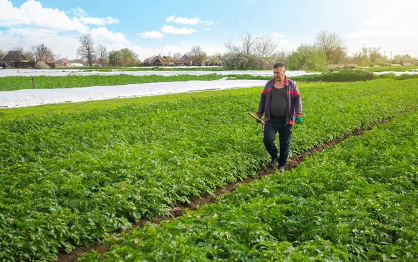 Farmář Projde Bramborovou Plantáží Odstranění Spunbond Agrofibre Otevírání Mladých Brambor — Stock fotografie